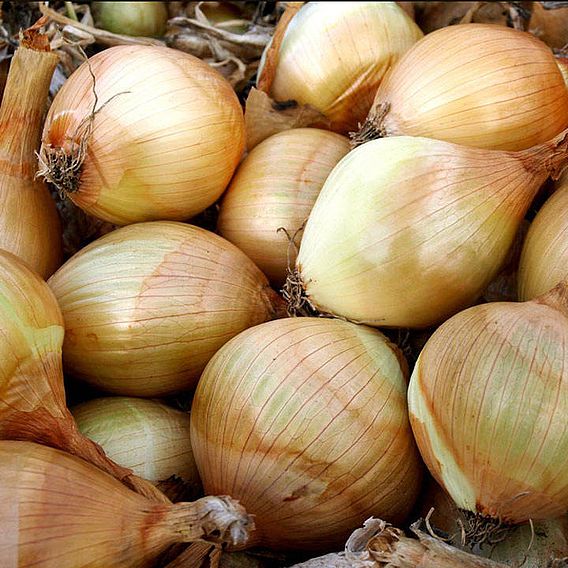 Onion (Organic) Seeds - Ailsa Craig