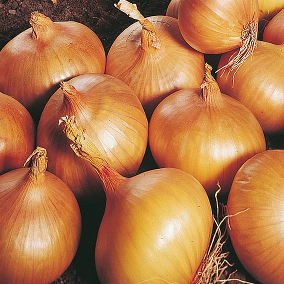 Onion Sets - Autumn Champion