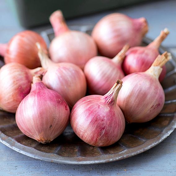 Onion 'Isobel Rose' - Seeds