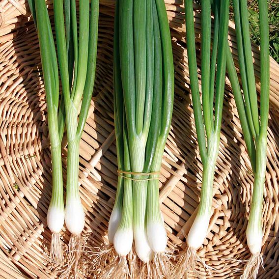 Onion (Salad) Seeds - White Lisbon - Winter Hardy Seeds