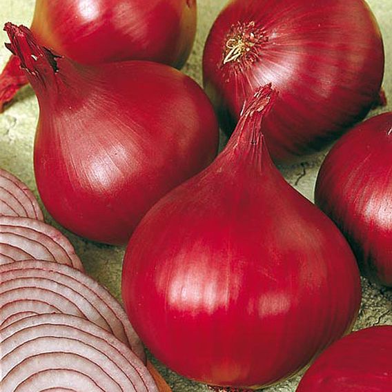 Onion Sets - Red Baron
