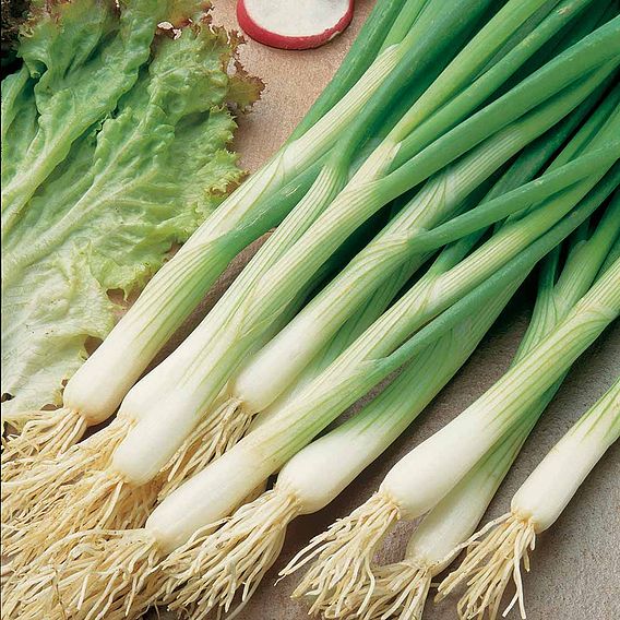 Onion (Salad) 'Red & White Mix' - Seeds