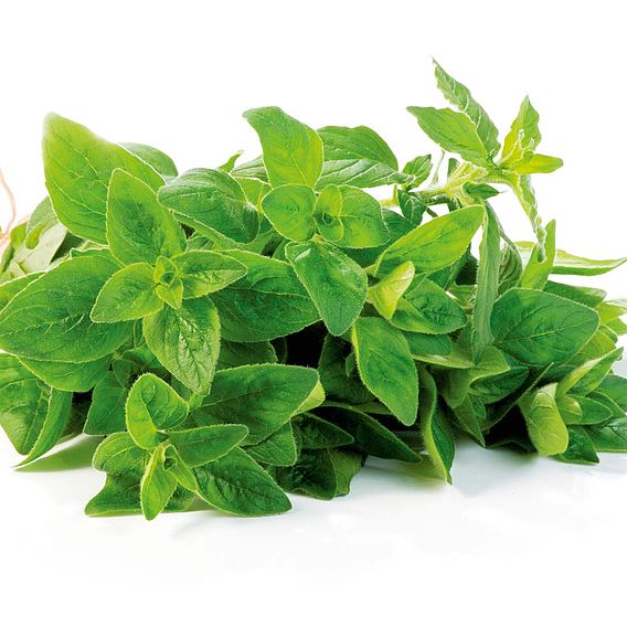 Herb Seed - Oregano