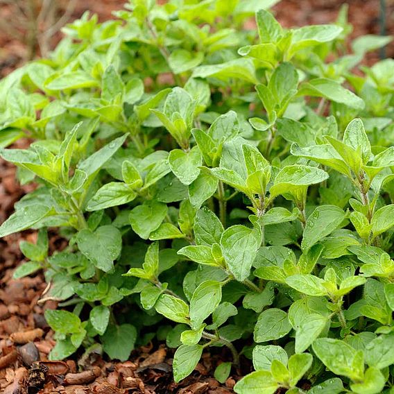 Herb Plant - Oregano Hot & Spicy
