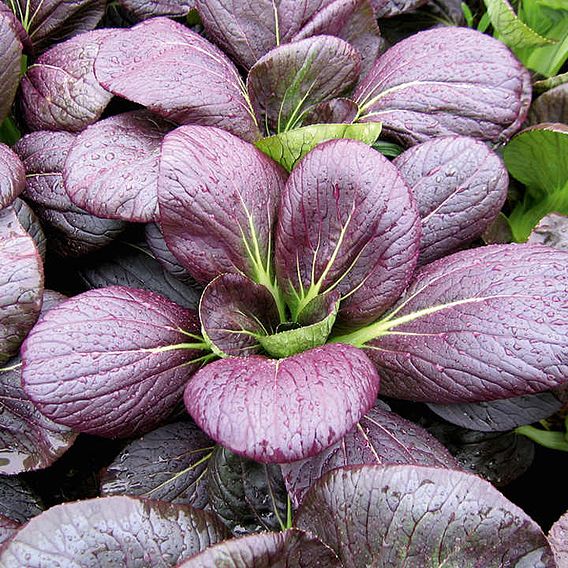 Pak Choi Seeds - Crunchy Colour Mix