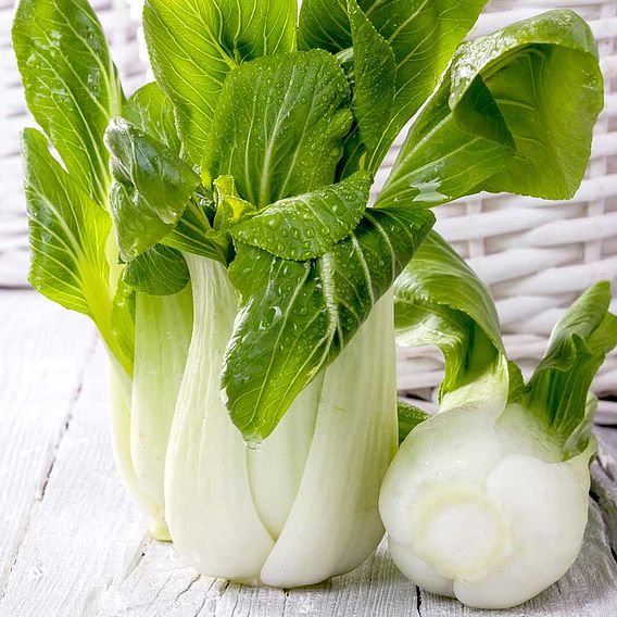 Pak Choi Seeds - F1 Hanakan