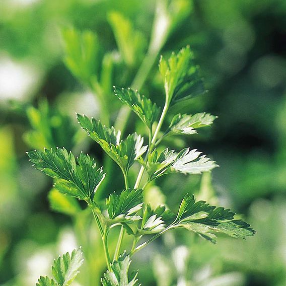 Parsley 'Plain Leaved 2' - Seeds
