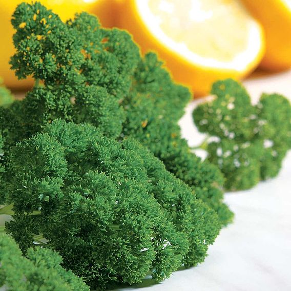Parsley 'Moss Curled 2' - Seeds