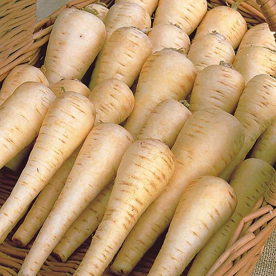 Parsnip F1 'Albion' - Seeds