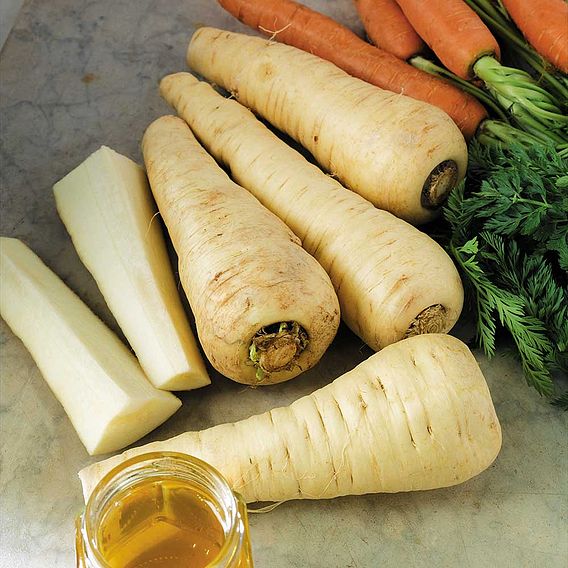 Parsnip F1 'Albion' - Seeds