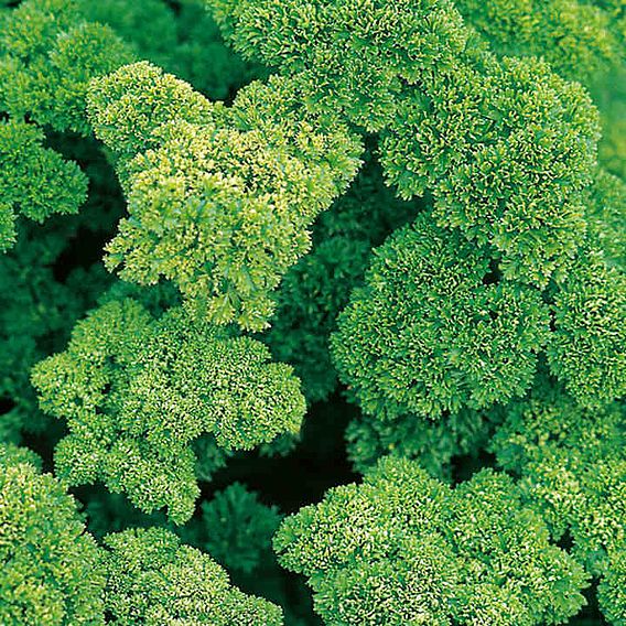 Parsley 'Envy' - Herb Seeds