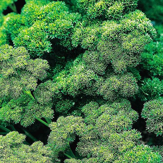Parsley 'Moss Curled 2' - Seeds