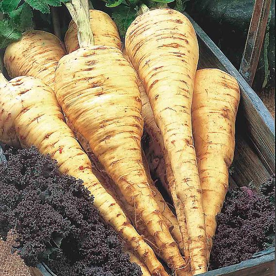 Parsnip 'Tender and True' - Seeds