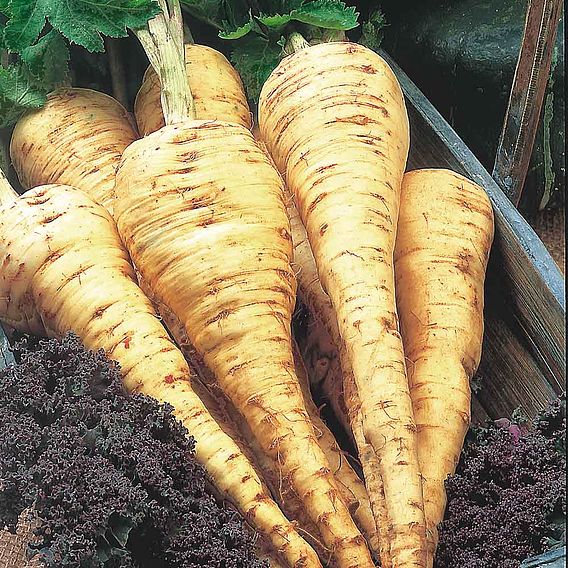 Parsnip 'Tender & True' - Seed Tape