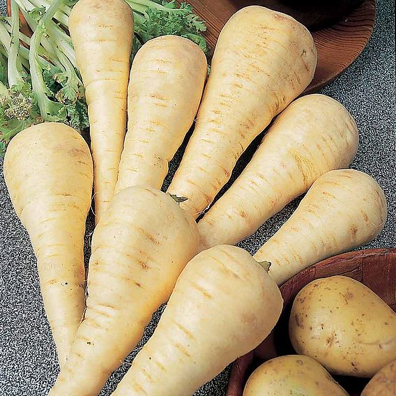 Parsnip F1 'Gladiator' - Seeds