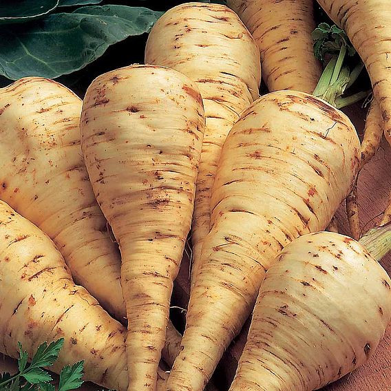 Parsnip 'White Gem' - Seeds
