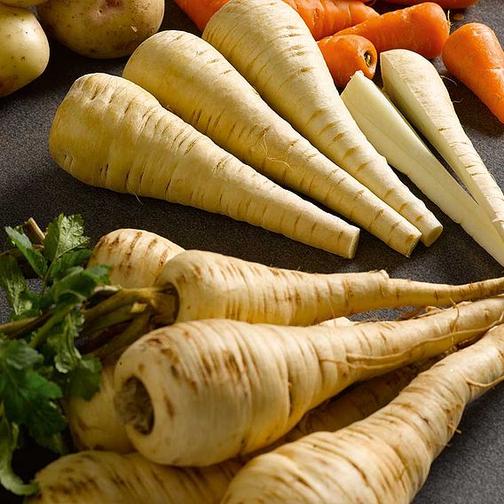 Parsnip 'Tender and True' - Seeds
