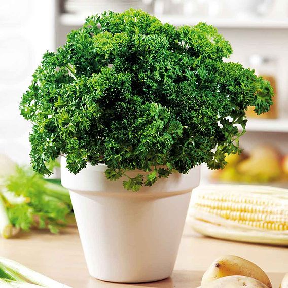 Parsley Favorit - Seeds