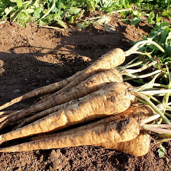 Parsnip F1 'Panorama' - Seeds