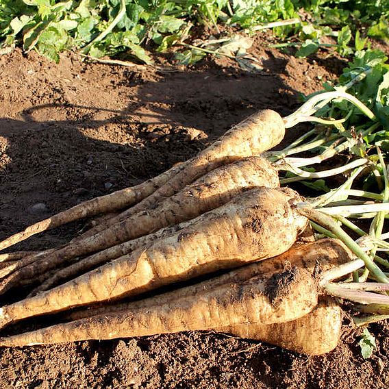 Parsnip Seeds - F1 Panorama