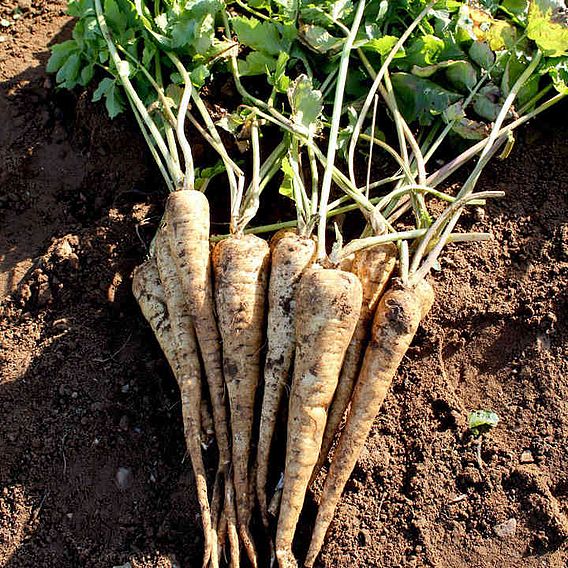 Parsnip Seeds - F1 Panorama