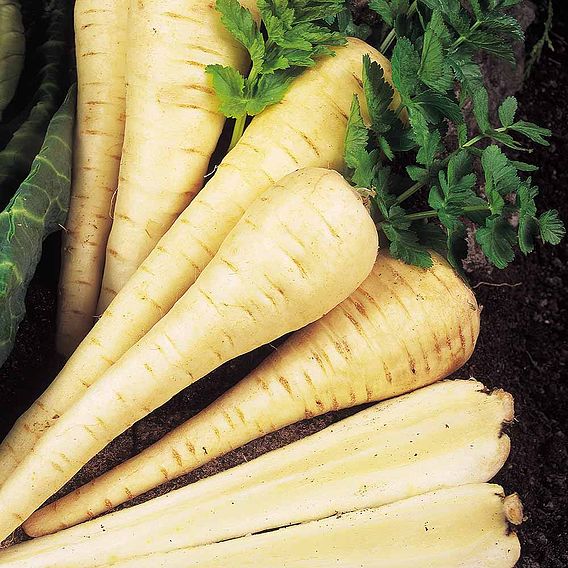 Parsnip 'Tender & True' - Seed Tape