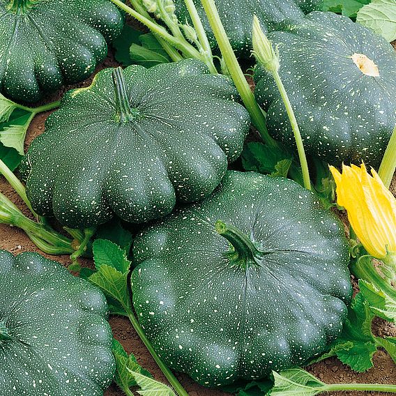 Squash Patty Pan 'Greendisc' F1 - Seeds
