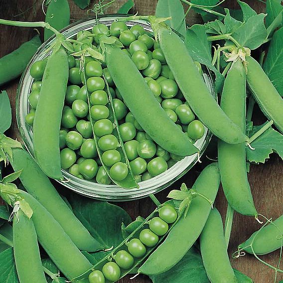 Pea 'Ambassador' - Seeds