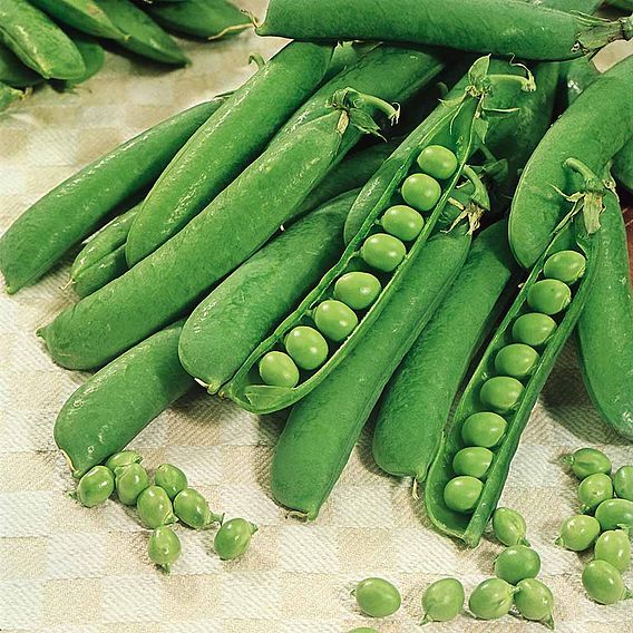 Pea 'Early Onward' - Seeds