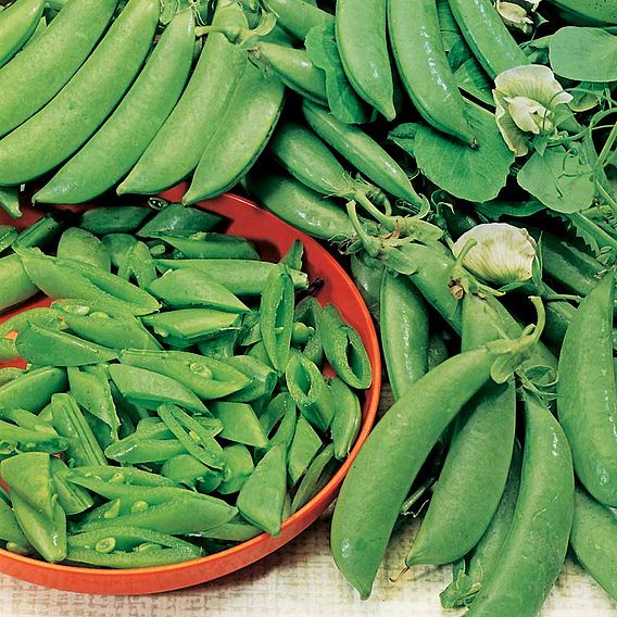 Pea Sugar Snap Seeds - Delikett