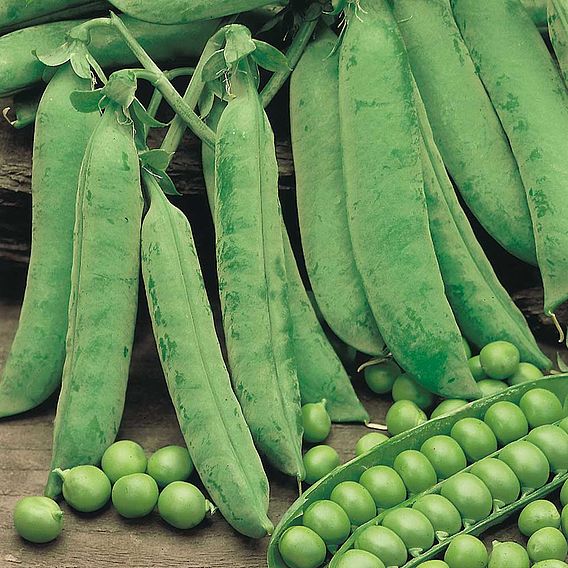 Pea 'Douce Provence' - Seeds