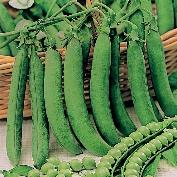 Pea 'Hurst Greenshaft' - Seeds