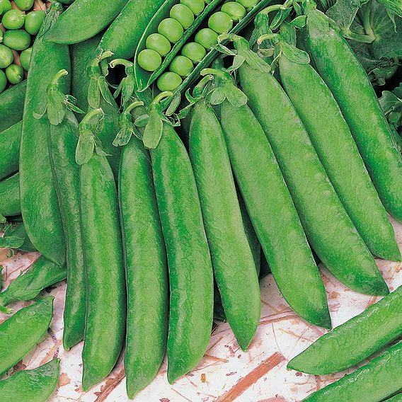 Pea 'Hurst Greenshaft' - Seeds