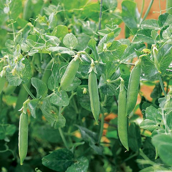 Pea 'Kelvedon Wonder' - Seeds