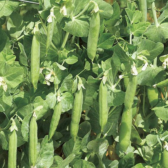 Pea 'Early Onward' - Seeds
