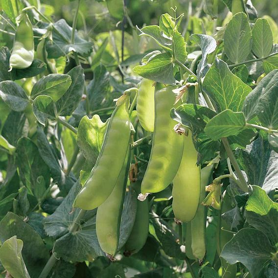 Pea Mangetout 'Multicoloured Mix' - Seeds