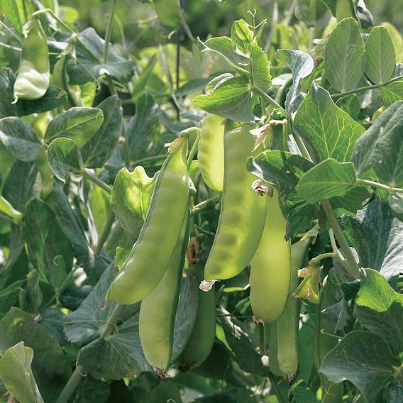 Pea Mangetout Seeds - Multicoloured Mix