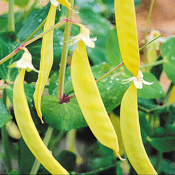 Pea Mangetout Seeds - Multicoloured Mix