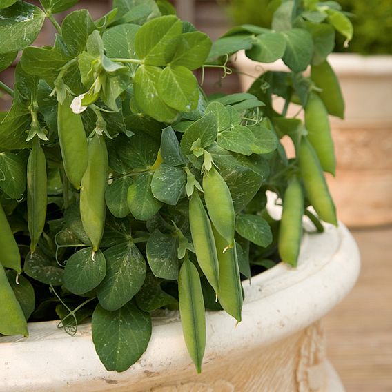 Pea 'Mini Muncher (Tom Thumb)' - Seeds