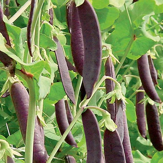 Pea Mangetout Seeds - Multicoloured Mix