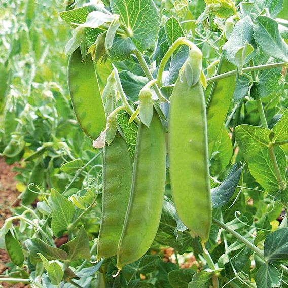 Pea Mangetout Seeds - Sweet Horizon