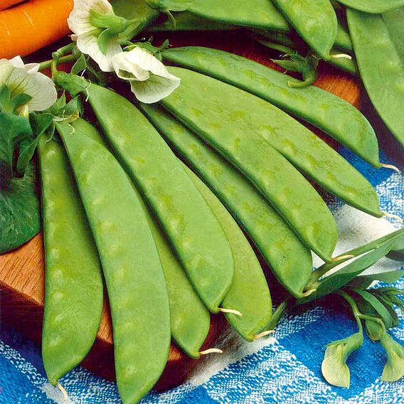 Pea Mangetout Seeds - Sweet Horizon