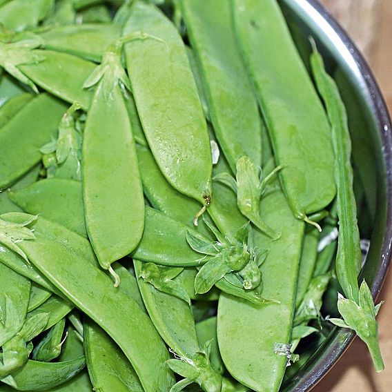 Pea 'Oregon Sugar Pod' - Seeds
