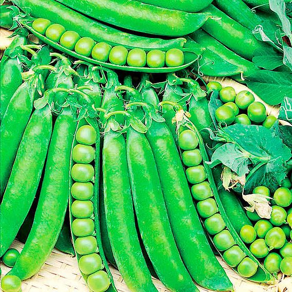 Pea 'Lincoln' - Seeds