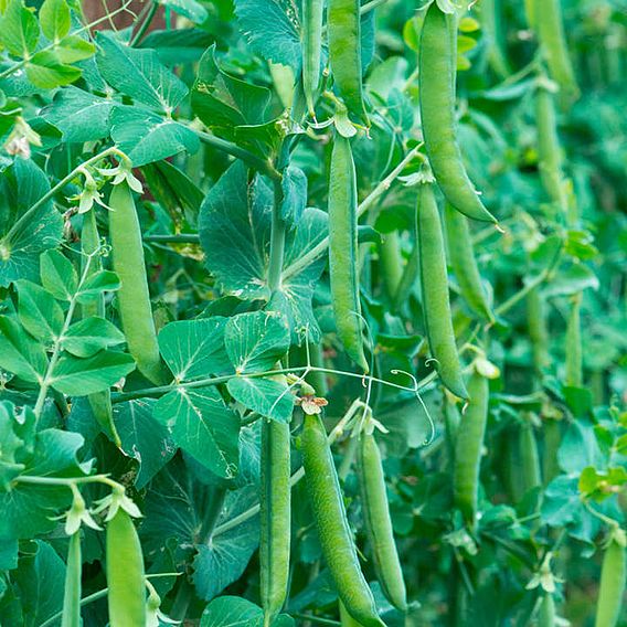 Pea 'Vivado' - Seeds