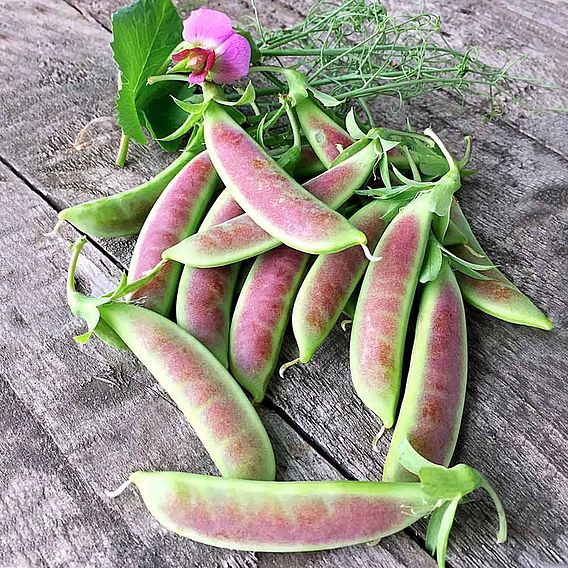 Pea 'Spring Blush' (Sugarsnap)