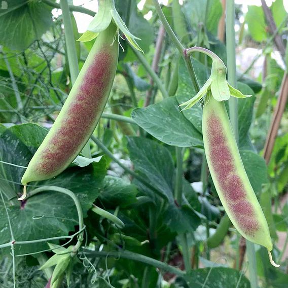 Pea 'Spring Blush' (Sugarsnap)