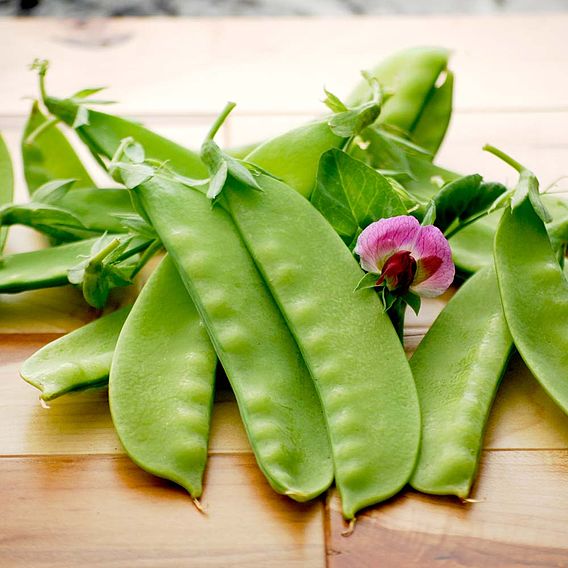 Snow Pea 'Green Beauty' - Seeds