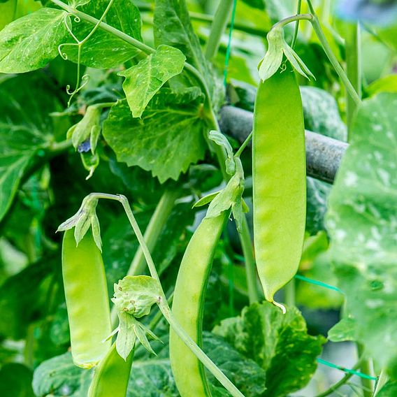 Snow Pea 'Green Beauty' - Seeds