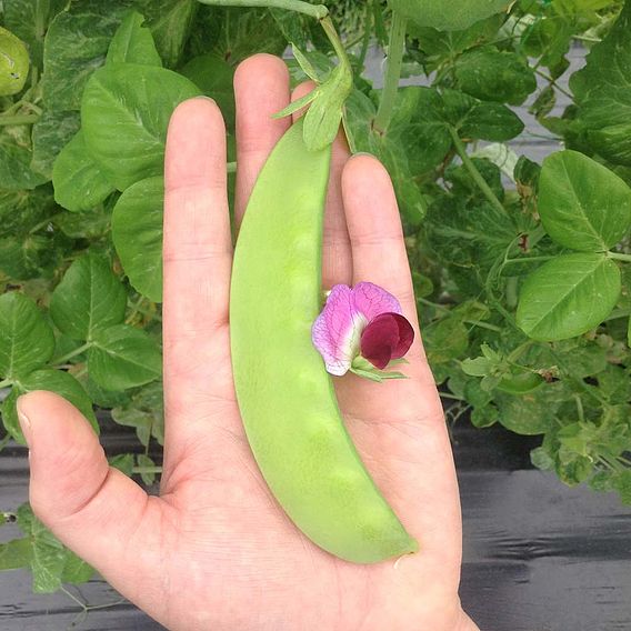 Snow Pea 'Green Beauty' - Seeds